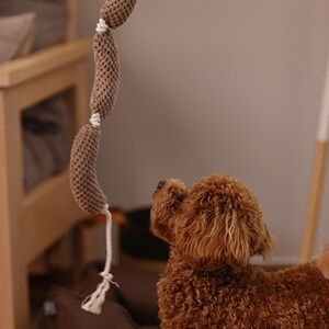 May include: A brown, knitted dog toy with three sausage-shaped segments connected by white rope. A small, brown dog looks up at the toy, with a blurred background of a wooden chair and a dog bed.
