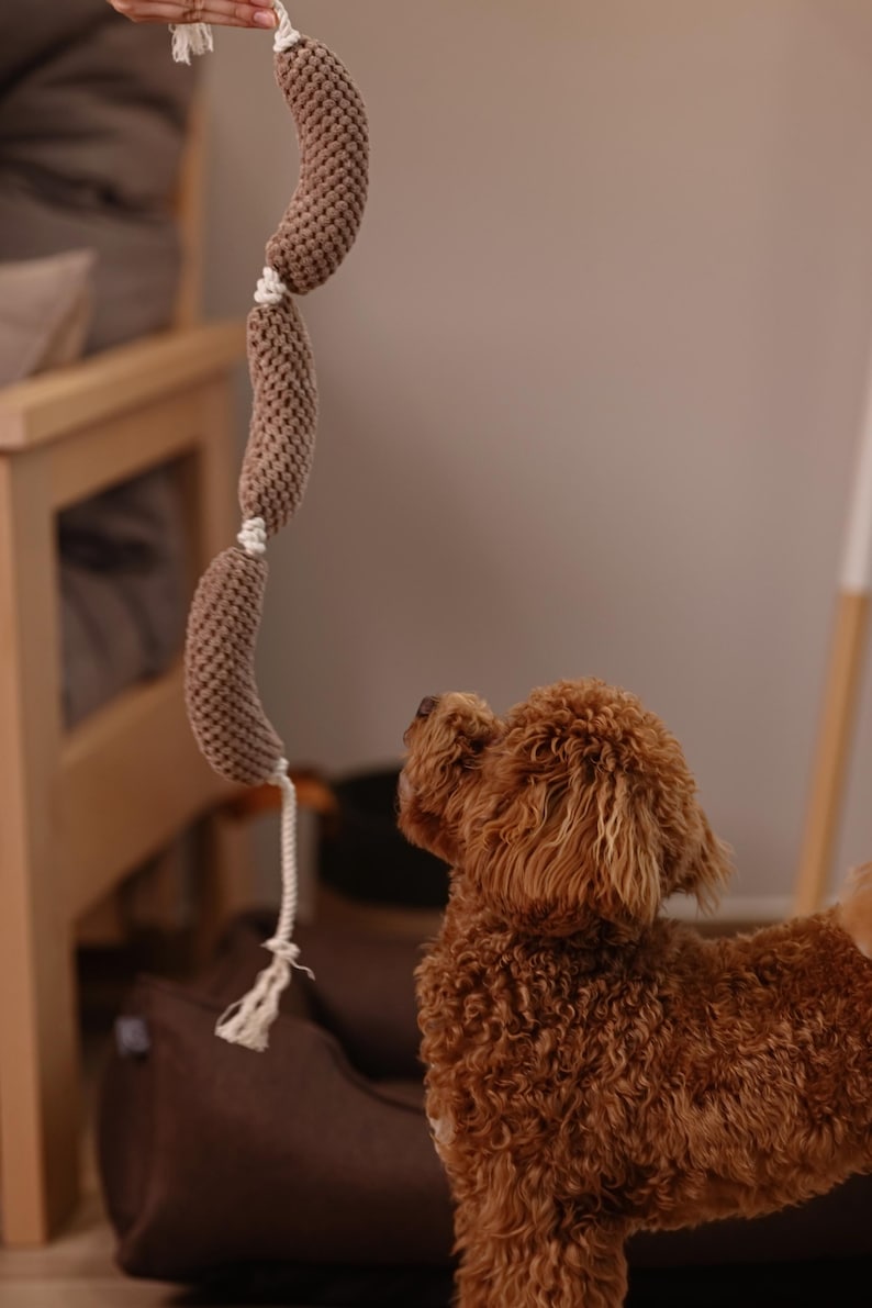 May include: A brown, knitted dog toy with three sausage-shaped segments connected by white rope. A small, brown dog looks up at the toy, with a blurred background of a wooden chair and a dog bed.