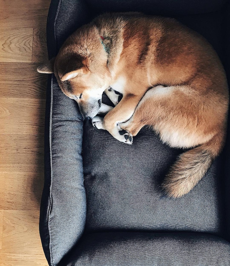 dog bed, dog bed large dogs, large dog bed, orthopedic dog bed, extra large dog bed, harley and cho, xl luxury dog bed, green dog bed, harleyandcho, modern pet bed, dog bed medium dog, xxl washable dog bed, dog couch sofa, dog bed puppy small dogs