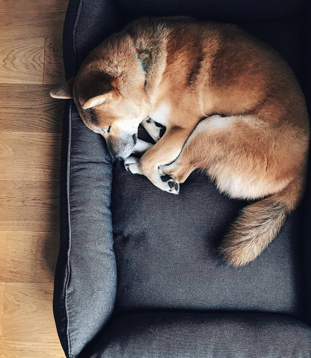 Large Dog Bed Middle Dog Bed Padded Dog Bed Gray Dog Bed Dog Etsy UK