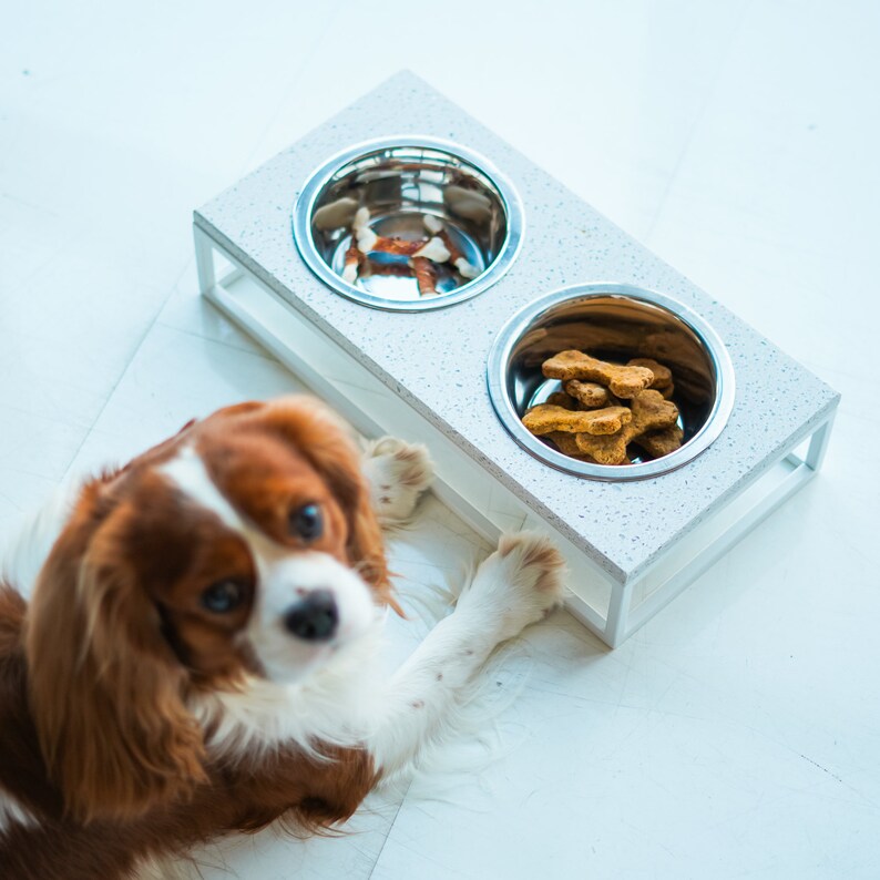 May include: A white ceramic double dog bowl stand with two stainless steel bowls. One bowl is filled with dog treats. A brown and white dog is sitting in front of the stand.