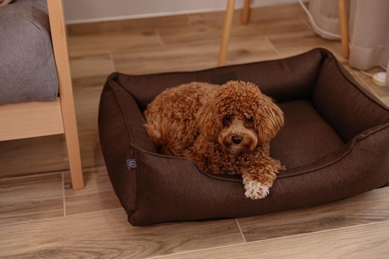 May include: A brown dog bed with a small, curly-haired dog resting inside. The dog bed is a dark brown color and has a rectangular shape with raised sides. The dog has brown fur and is lying down, looking at the camera.