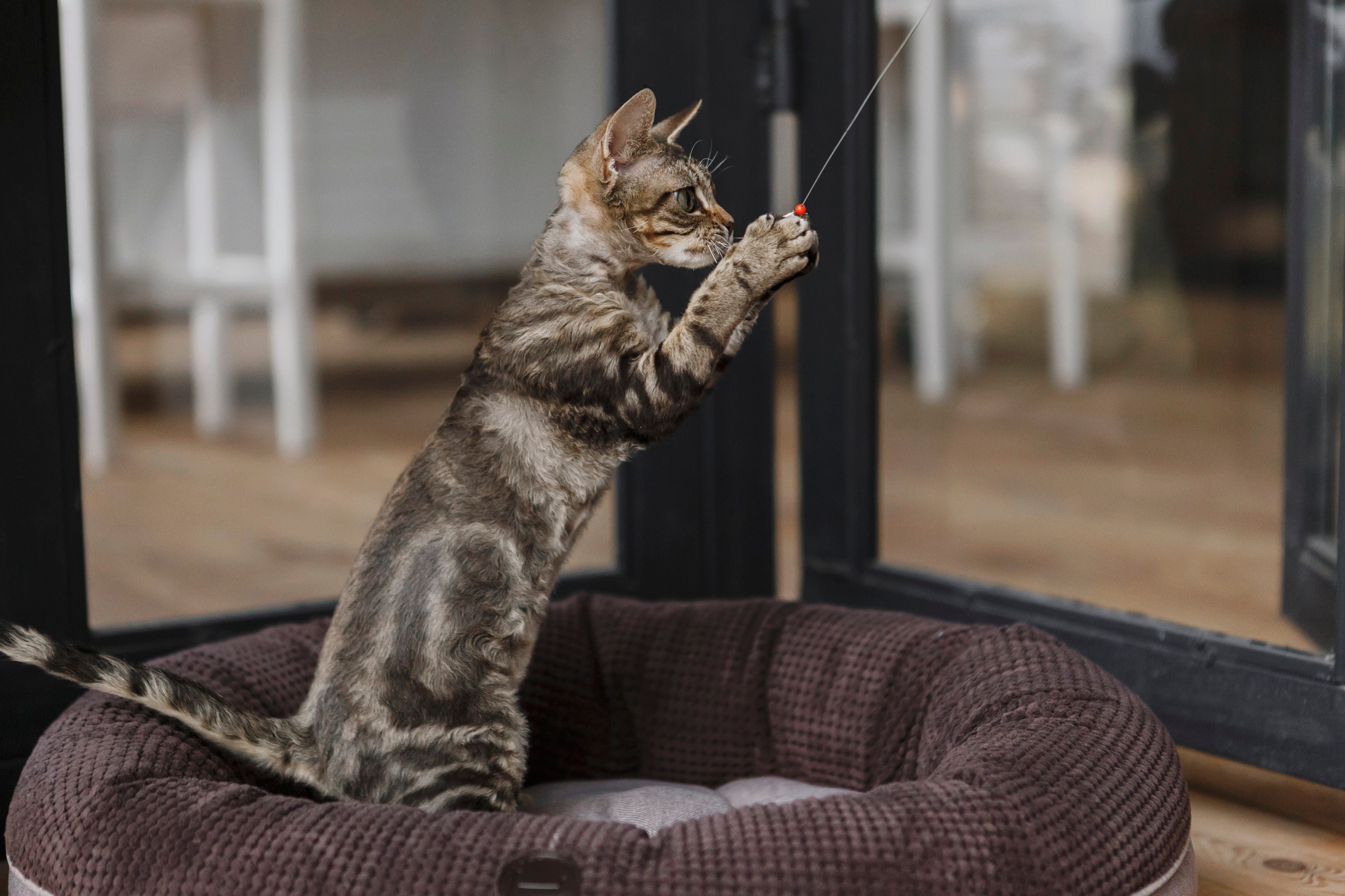 Donut Shaped Cat Bed Oval Cat Bed Brown Cat Bed Winter Cat Etsy UK