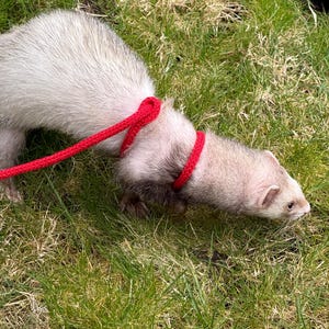 Ferret Leash Harness: Figure 8 Infinity Design