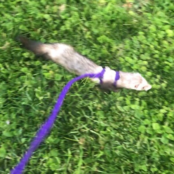 Ferret Harness Etsy