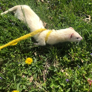 Ferret/small pet self-adjusting Infinity/figure 8 Leash Harness combination