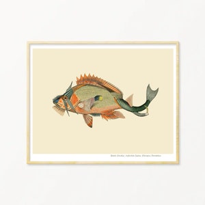 Fish Art Print / Art Poster / Collage / Fish / Sea / Wall Art / Sea Life Art Print / Giclée prints