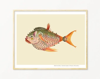 Fish Art Print / Art Poster / Collage / Fish / Sea / Wall Art / Sea Life Art Print / Giclée prints