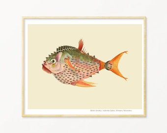 Fish Art Print / Art Poster / Collage / Strange Fish Wall Art / Sea Life Art Print / Giclée prints