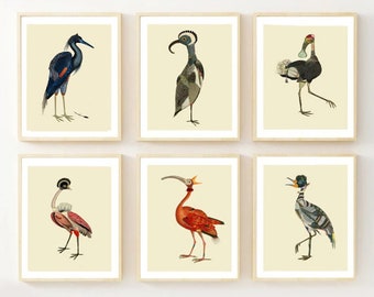 Set of 6 Exotic Bird Prints / Collage Bird Posters / Natural History / Tropical Bird Art / Zoology / Wild life / Ornithology / Giclee prints