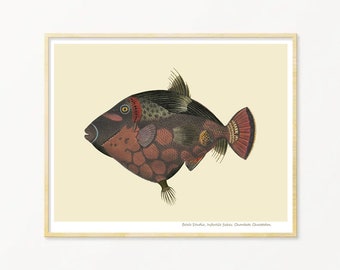 Fish Art Print / Art Poster / Collage / Black Fish / Sea / Wall Art / Sea Life Art Print / Giclée prints
