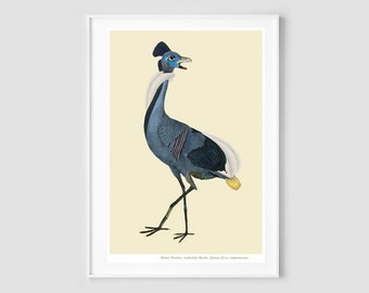 Bird Poster / Collage / Exotic Birds Art Print / Natural History / Tropical Bird Art / Zoology / Wild life / Blue black bird / Giclee print