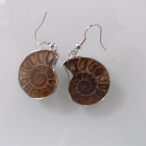 Fossil Ammonites S/S ( 240 million years old )