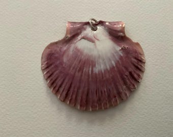 May include: A scallop shell pendant featuring a natural gradient of deep mauve and purple hues transitioning into a bright white center. The shell has a distinct ribbed texture and a small silver-toned metal jump ring attached at the top hinge.