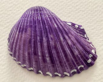 May include: A single seashell with a glossy purple finish and prominent vertical ridges. The outer edge of the shell features a decorative pattern of small, evenly spaced white dots painted along the scalloped perimeter of the curved surface.