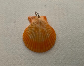 May include: A bright orange scallop shell pendant featuring a fan-shaped design with distinct vertical ridges and a small silver-toned metal jump ring attached to the top hinge for hanging, showcasing natural color variations and texture.