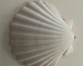 May include: A single white scallop shell with a fan-shaped silhouette and prominent radial ridges extending from the hinge to the scalloped outer edge. The shell exhibits a natural matte texture and a uniform off-white coloration throughout its surface.
