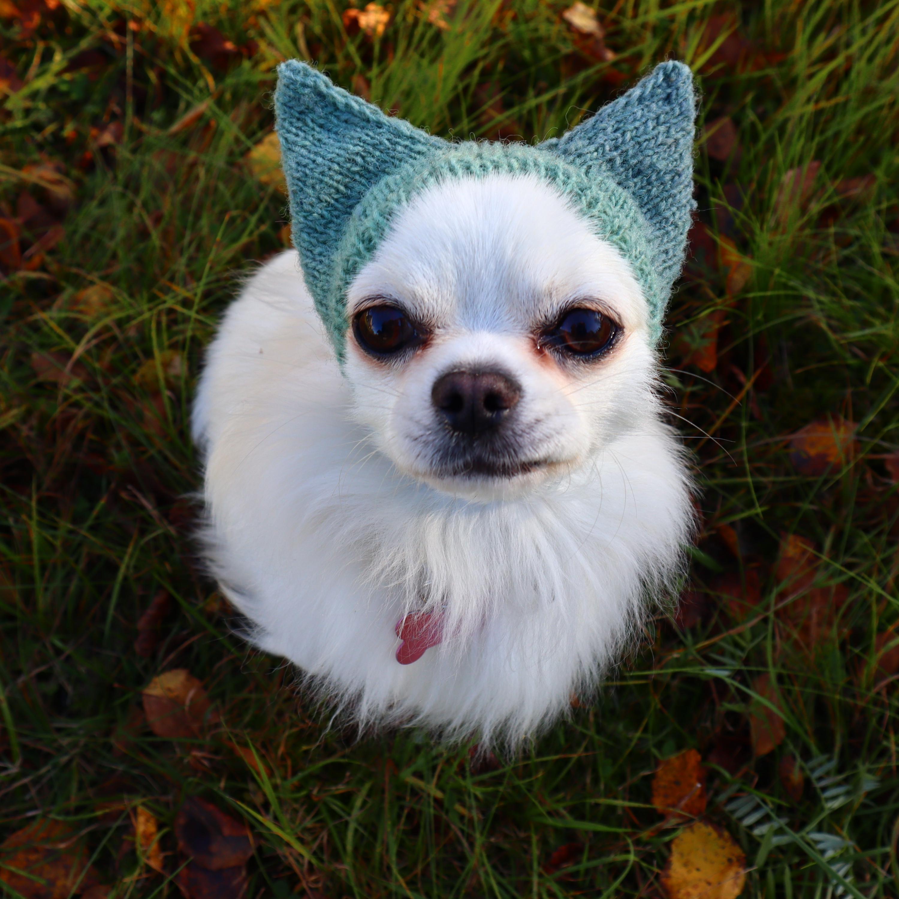 shomka ♡ wool puppy bonnet 51cm Bonnet Chihuahua - Etsy