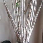 11 1 2 Set Of 3 Real White Birch Poles Wood Etsy