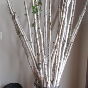 1"-1-1/2" -Set of 3 Real White Birch Branch, wood birch poles, birch tree decor, decorative trees, birch sticks, wedding decor, Chuppah