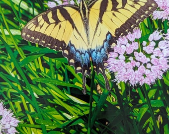 Butterfly enjoying my Sedums