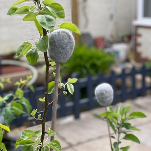 May include: Two young apple trees with grey felt balls attached to the branches. The trees are growing in a garden setting.