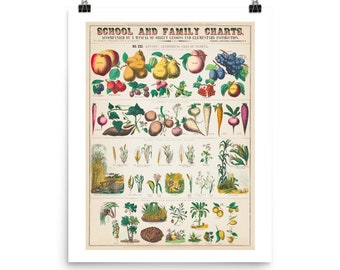 Fine Art Poster | Fruits | Vegetables | Apples | Pears | Carrots | Poster | Educational Poster | Botanical Posters | Vintage Botanical Print