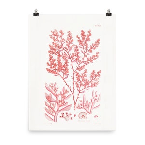 Ocean Wall Art Print • Marine Plants • Vintage Algae Illustration • Ploeamium Hookeri • Giclee Fine Art Print