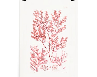 Ocean Wall Art Print • Marine Plants • Vintage Algae Illustration • Ploeamium Hookeri • Giclee Fine Art Print