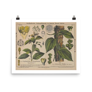 Stampe botaniche Arte murale • Carta botanica educativa vintage del 19 ° secolo • Piante di cannella e pepe nero • Giclee Fine Art Print