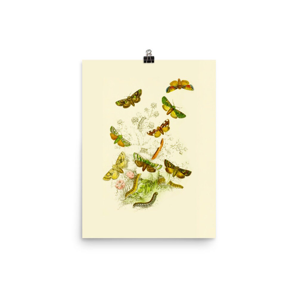 Digital Prints Henry Humphreys British Moths Fine Art Print • Plate 3 ...