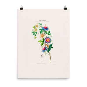 Passion Flower - Passion Vine - Art Print - Botanical Wall Art - Botanical Artwork - Tropical Foliage Plant - Home Décor – Wall Art