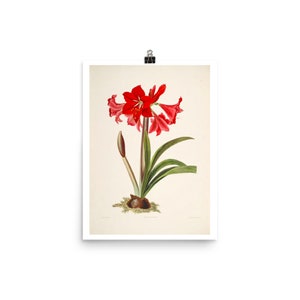 Amaryllis Red Flower Fine Art Print • Vintage Botanical Watercolor Reproduction • Flower Giclee Fine Art Print