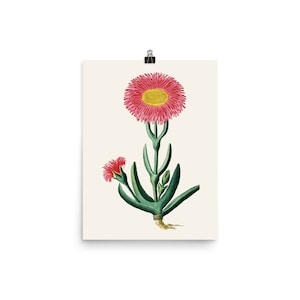 Robert Jacob Gordon Floral Fine Art Print • West Coast Sour Fig Succulent Perennial • Carpobrotus Quadrifidus • Giclee Fine Art Print