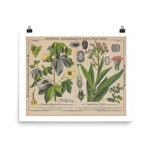 Arte de parede com estampas botânicas • Carta botânica educacional vintage do século XIX • Plantas de algodão e tabaco • Impressão de belas artes giclée