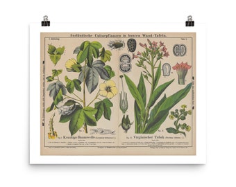 Botanical Prints Wall Art • Vintage Educational 19th Century Botanical Chart • Cotton and Tobacco Plants •  Giclee Fine Art Print