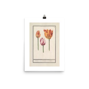 Tulpen Aquarell | Kunstdruck | Fine Art Poster | Vintage Illustration | Blumen