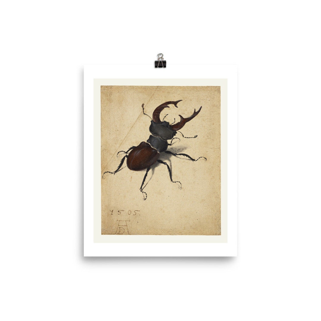 Albrecht Durer 'stag Beetle' Fine Art Print • Watercolor • Insect ...