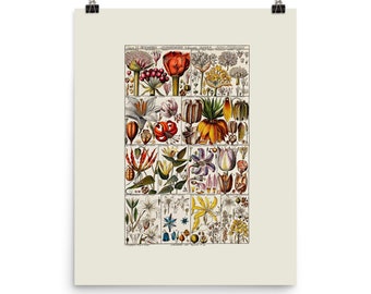 Fleurs - Impression d’art - Plantes à bulbes - Tulipes - Lys - Allium - Scilla - Art mural botanique - Œuvres botaniques - Décoration intérieure - Art mural