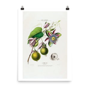 May include: A vintage botanical illustration of a passion fruit vine with green leaves, pink and purple flowers, and green fruit. The illustration is titled "La Pomme Dibi" and includes the scientific name "Granadilla".