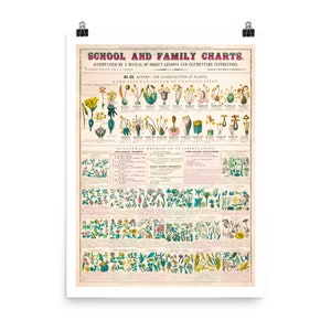 Floraler Kunstdruck | Lehrposter | Botanische Poster | Vintage Botanische Drucke | Kunstdruck