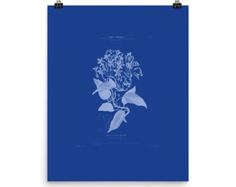American Flowers Series Fine Art Print • L’Oseille des Ravins • Giclee Fine Art Print