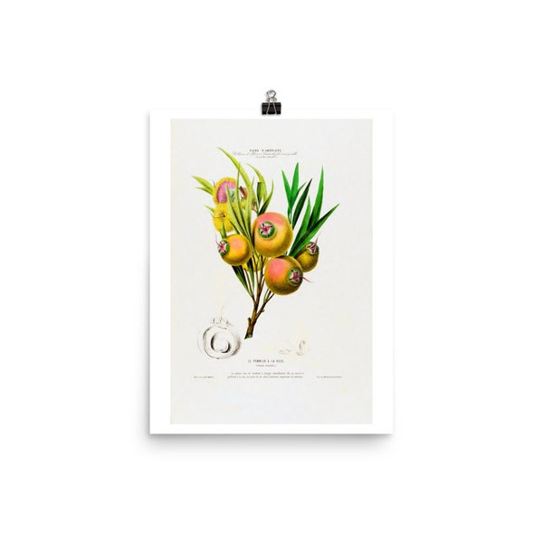 Etienne Denisse American Flowers Series Fine Art Print • Flore d’Amerique ‘Le Pommier a la Rose’ • Giclee Fine Art Print