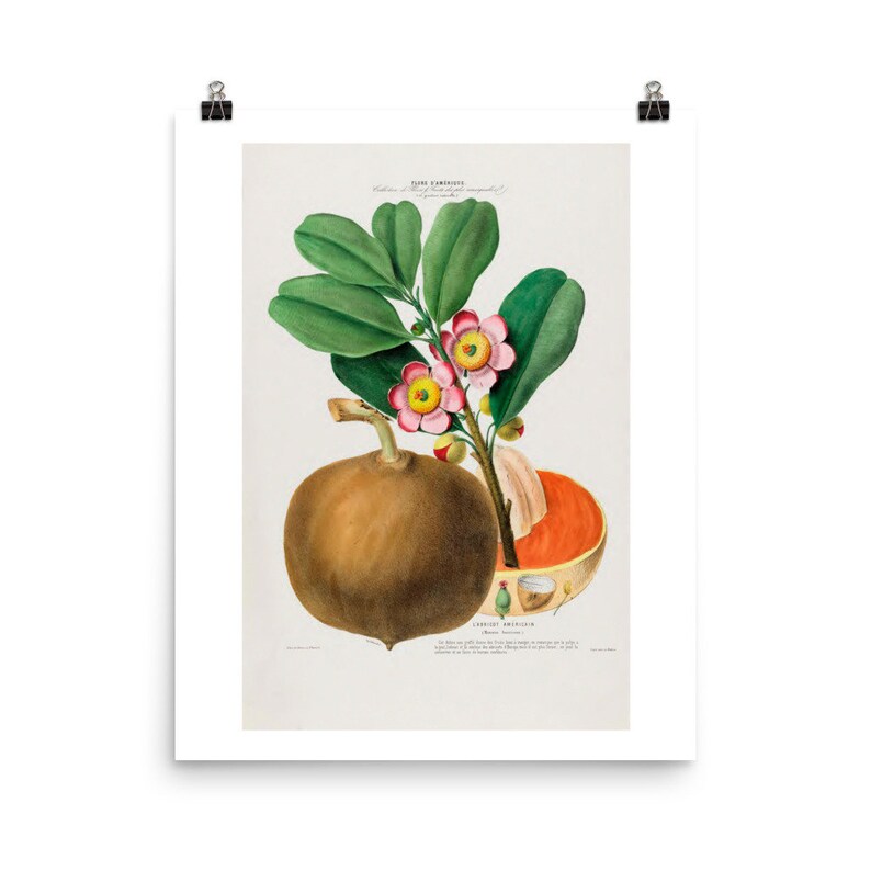 Etienne Denisse American Flowers Series Fine Art Print Flore dAmerique L'Abricot Americain Tropical Apricot Giclee Fine Art Print image 4