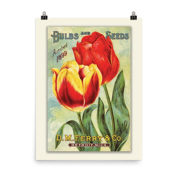 Vintage Bulbs and Seeds Catalog Cover Illustration  Tulips  Flowers   Fine Art Print - Etsy