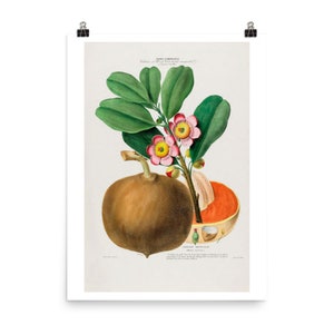 Etienne Denisse American Flowers Series Fine Art Print Flore dAmerique L'Abricot Americain Tropical Apricot Giclee Fine Art Print image 1