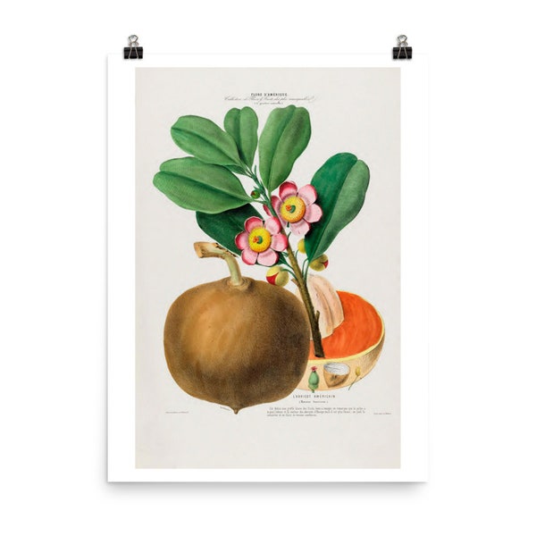 Etienne Denisse American Flowers Series Fine Art Print • Flore d’Amerique ‘L'Abricot Americain’• Tropical Apricot • Giclee Fine Art Print