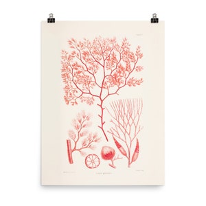Ocean Wall Art Print • Marine Plants • Vintage Algae Illustration • Dasya Guaniana • Giclee Fine Art Print