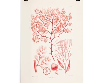 Ocean Wall Art Print • Marine Plants • Vintage Algae Illustration • Dasya Guaniana • Giclee Fine Art Print