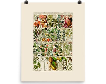 Flowers - Art Print - Tropical Plants - Tropical Flowers - Mango - Jasmine - Botanical Wall Art - Botanical Artwork - Home Décor – Wall Art